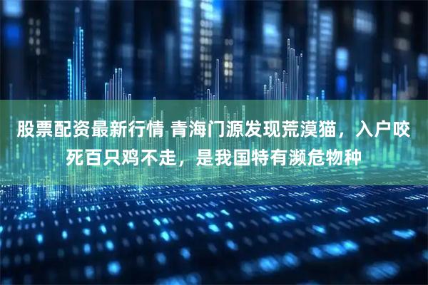 股票配资最新行情 青海门源发现荒漠猫，入户咬死百只鸡不走，是我国特有濒危物种