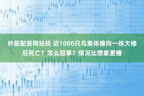炒股配资网站找 近1000只鸟集体撞向一栋大楼后死亡？怎么回事？情况比想象更糟